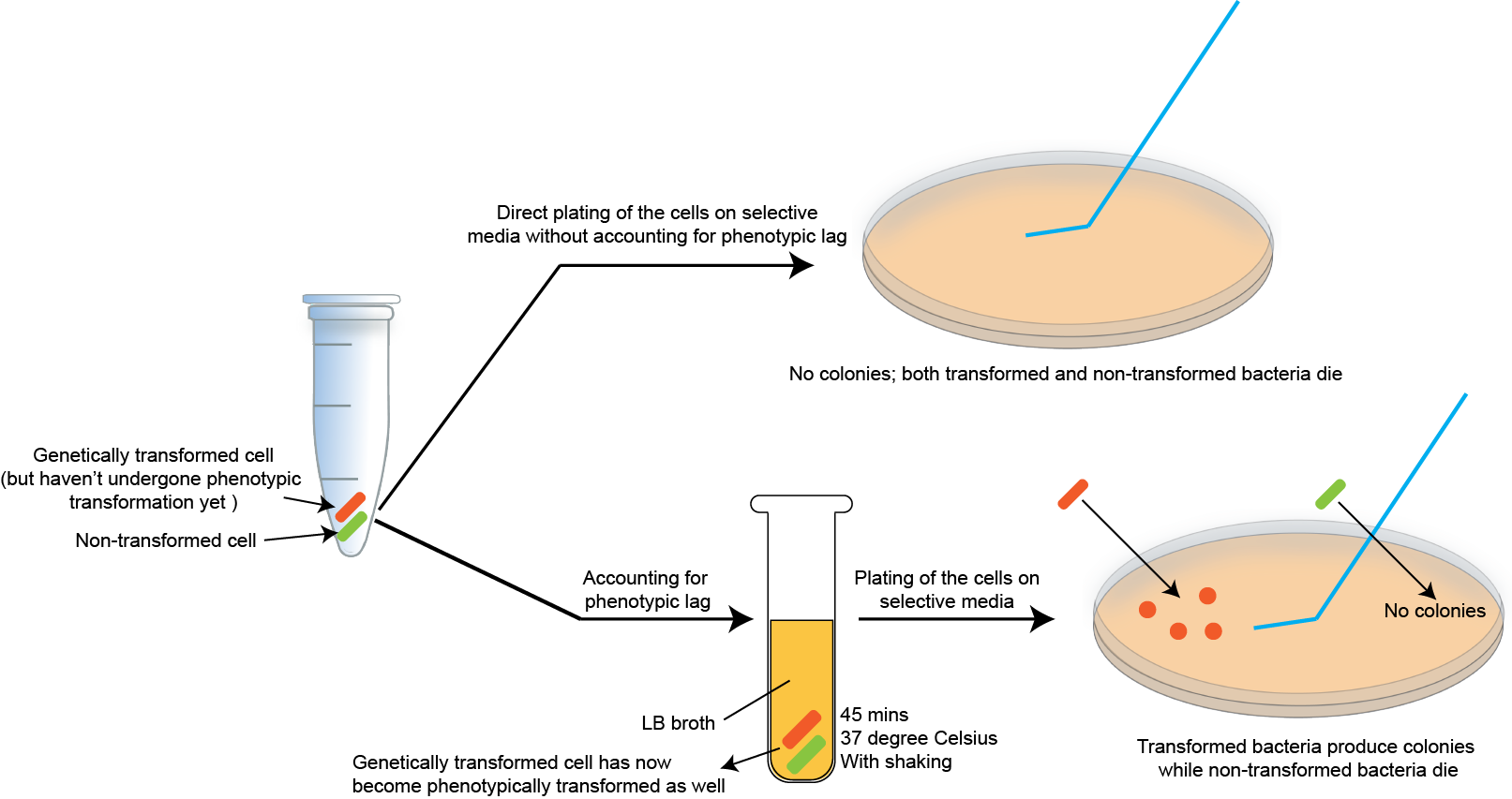 Bacterial Transformation Deep Dive What it is, its importance